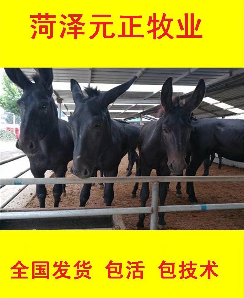 肉驴货到付款全国发货提供技术出售活驴苗各种小驴