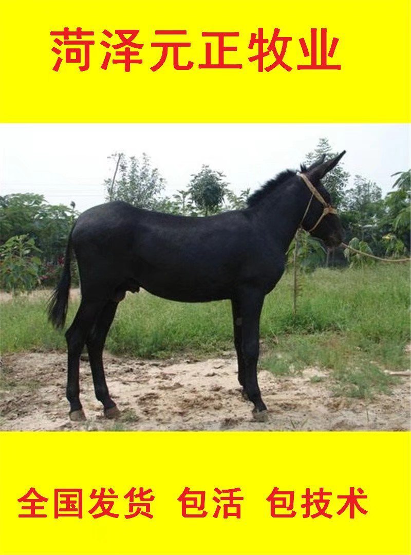 肉驴货到付款全国发货提供技术出售活驴苗各种小驴