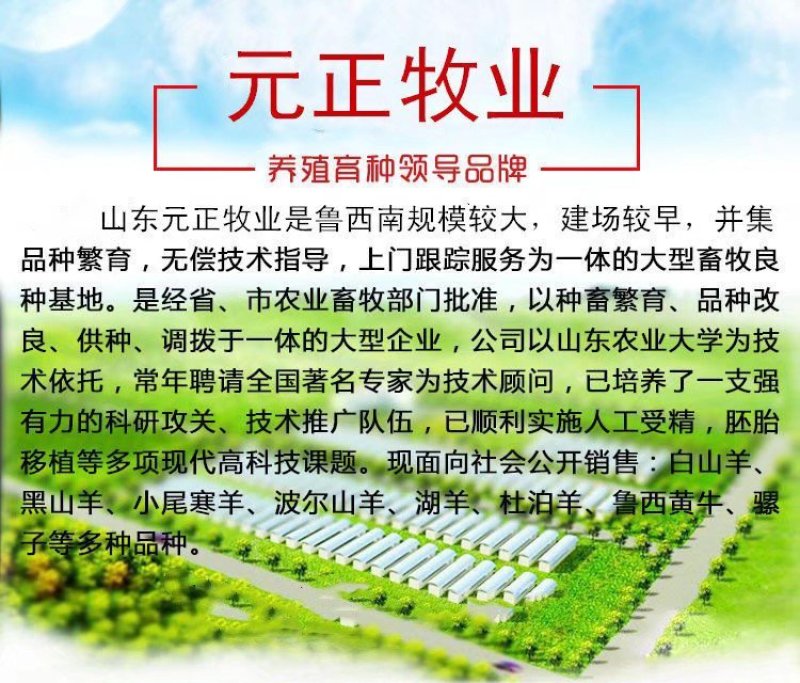 肉驴货到付款全国发货提供技术出售活驴苗各种小驴