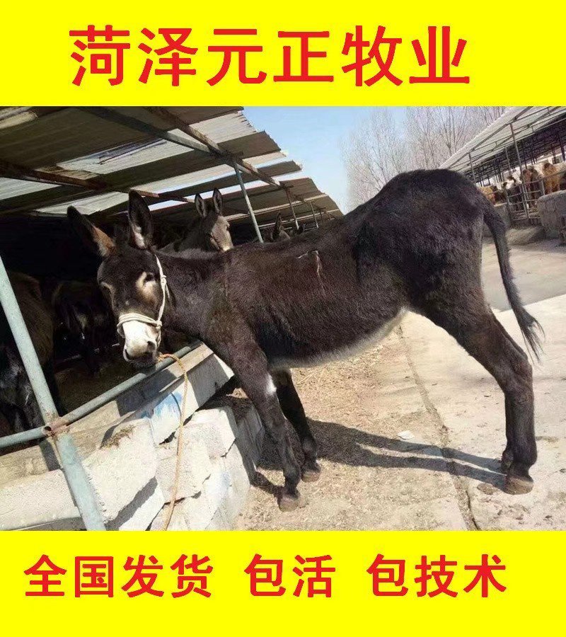 肉驴货到付款全国发货提供技术出售活驴苗各种小驴