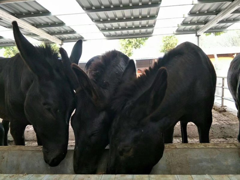 肉驴货到付款全国发货提供技术出售活驴苗各种小驴