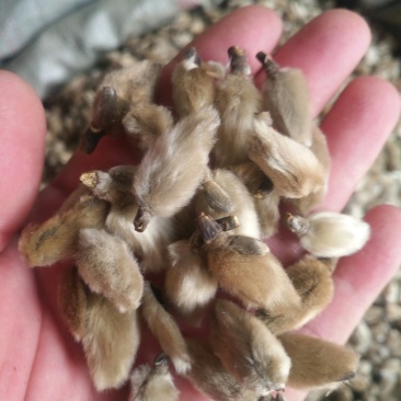 辛夷质量保证欢迎选购