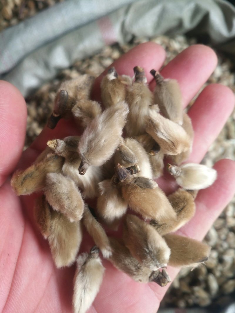 辛夷质量保证欢迎选购