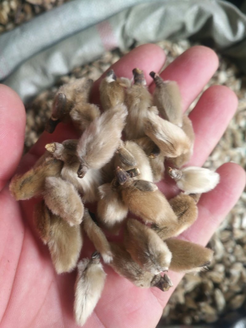 辛夷质量保证欢迎选购