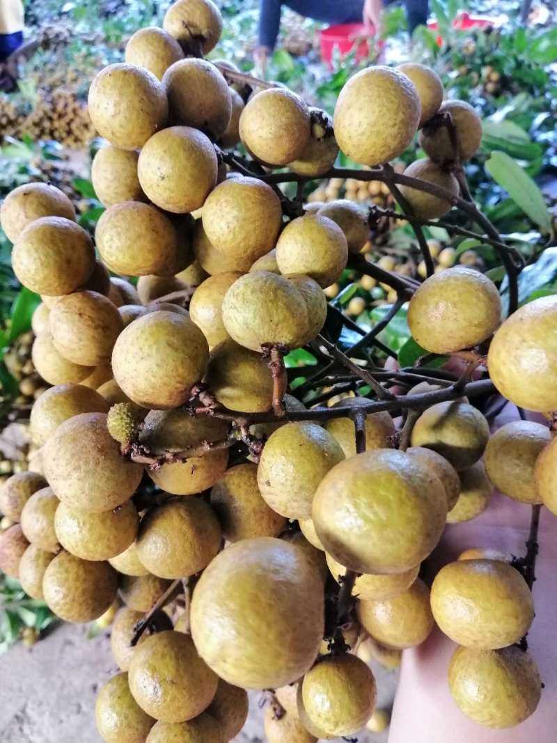石硖龙眼大量上市，25以上精品皮薄，口感脆甜，质量保证。