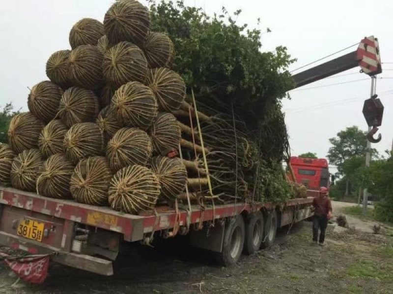 沭阳大紫薇树基地销售中，具体价钱请来电咨询