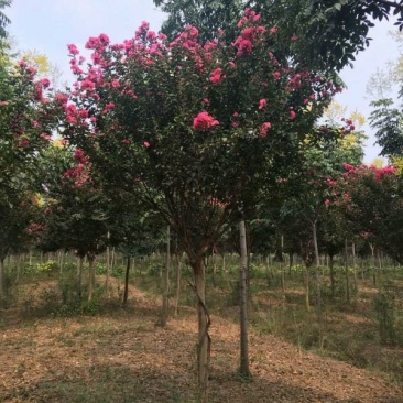 沭阳大紫薇树基地销售中，具体价钱请来电咨询