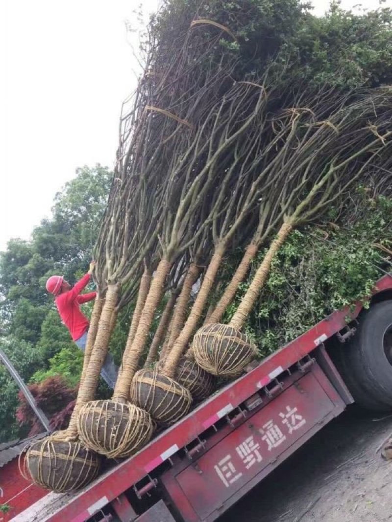沭阳大紫薇树基地销售中，具体价钱请来电咨询