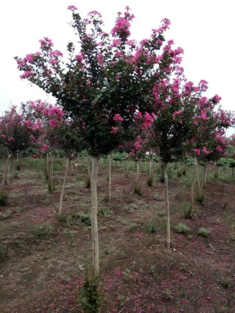 沭阳大紫薇树基地销售中，具体价钱请来电咨询