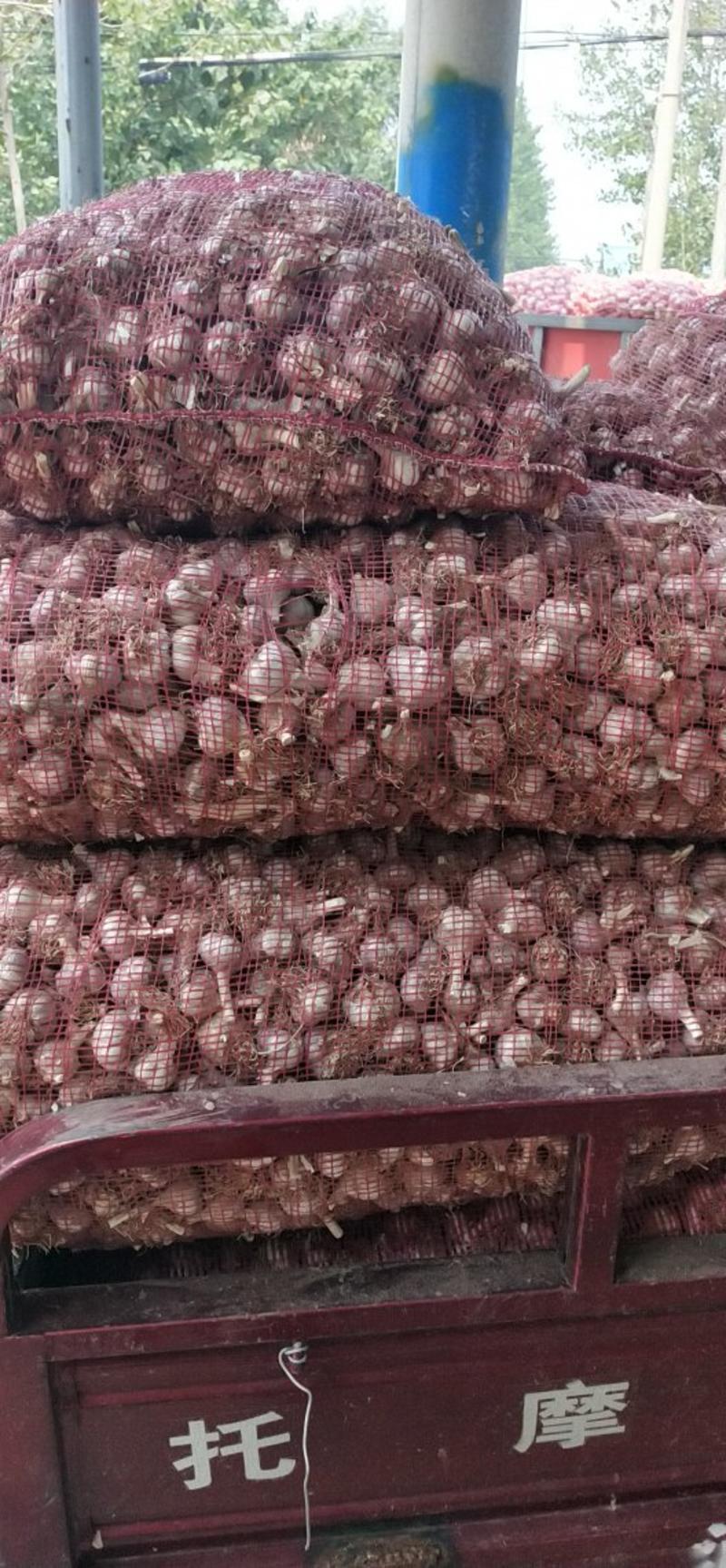 大量现货供应苍山红皮川蒜种，正宗川蒜种正月早二月早独头