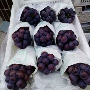 巨峰葡萄