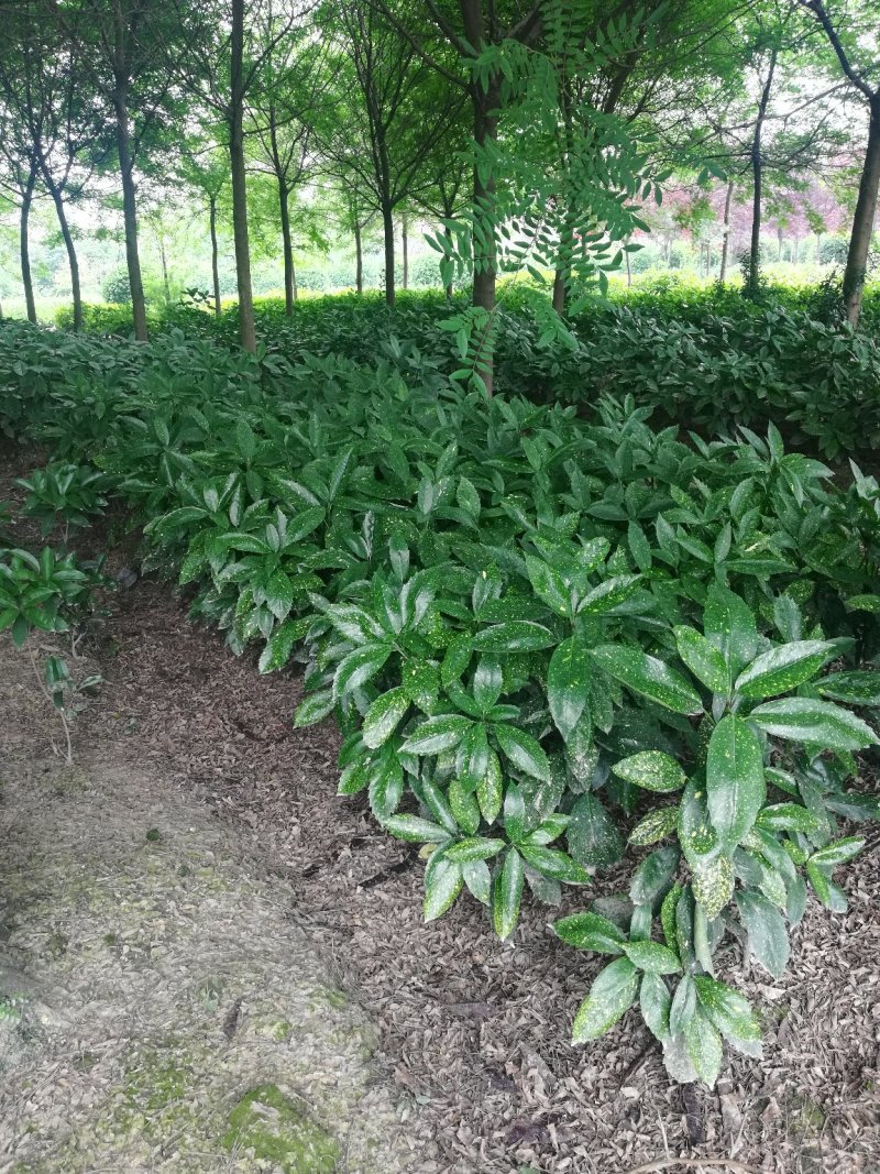 葱兰，玉龙草，吉祥草，麦冬，扁竹叶从业十多年资源强大价格