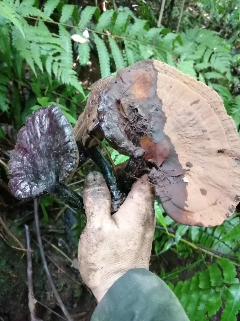 粤北丹霞纯野生灵养生灵芝煲汤煲茶特色食材料汤水清甜
