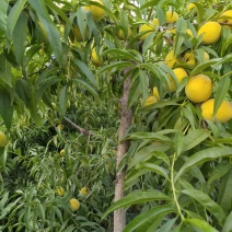 黄河故道菏泽曹县万亩黄桃基地马上就要上市了