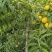 黄河故道菏泽曹县万亩黄桃基地马上就要上市了