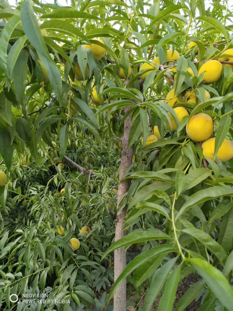 黄河故道菏泽曹县万亩黄桃基地马上就要上市了