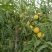 黄河故道菏泽曹县万亩黄桃基地马上就要上市了