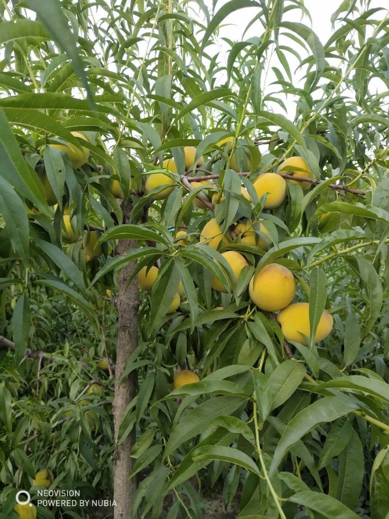 黄河故道菏泽曹县万亩黄桃基地马上就要上市了