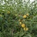 黄河故道菏泽曹县万亩黄桃基地马上就要上市了