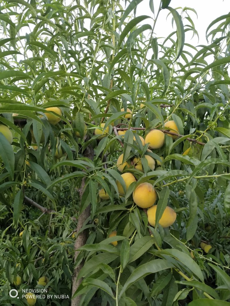 黄河故道菏泽曹县万亩黄桃基地马上就要上市了