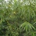 黄河故道菏泽曹县万亩黄桃基地马上就要上市了