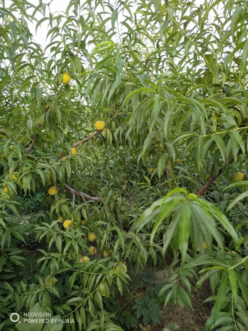 黄河故道菏泽曹县万亩黄桃基地马上就要上市了