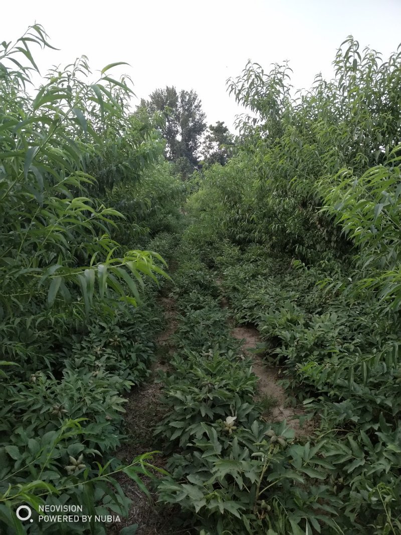 黄河故道菏泽曹县万亩黄桃基地马上就要上市了