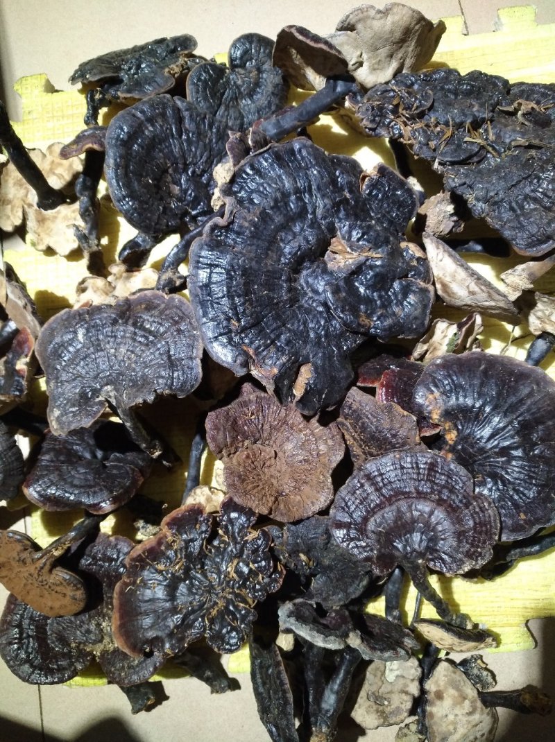 粤北丹霞纯野生灵养生灵芝煲汤煲茶特色食材料汤水清甜