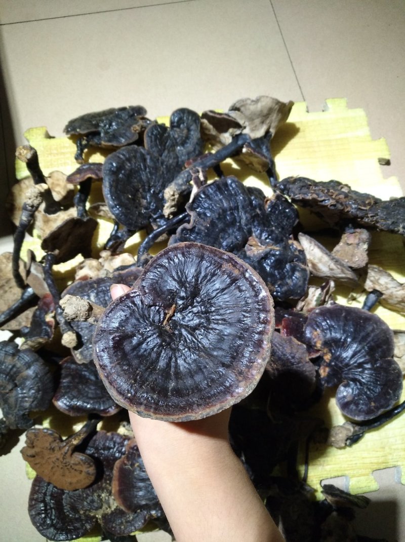 粤北丹霞纯野生灵养生灵芝煲汤煲茶特色食材料汤水清甜