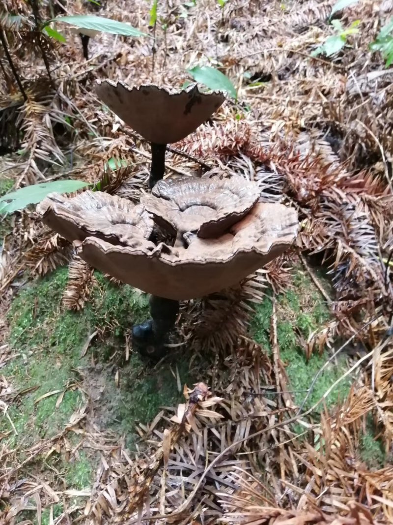 粤北丹霞纯野生灵养生灵芝煲汤煲茶特色食材料汤水清甜