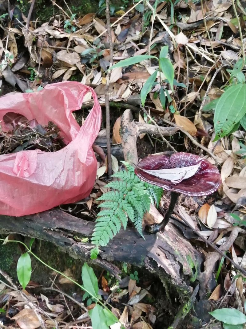 粤北丹霞纯野生灵养生灵芝煲汤煲茶特色食材料汤水清甜