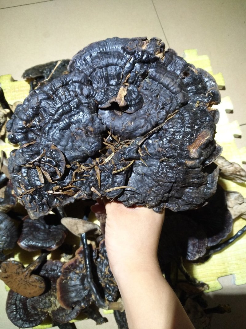 粤北丹霞纯野生灵养生灵芝煲汤煲茶特色食材料汤水清甜