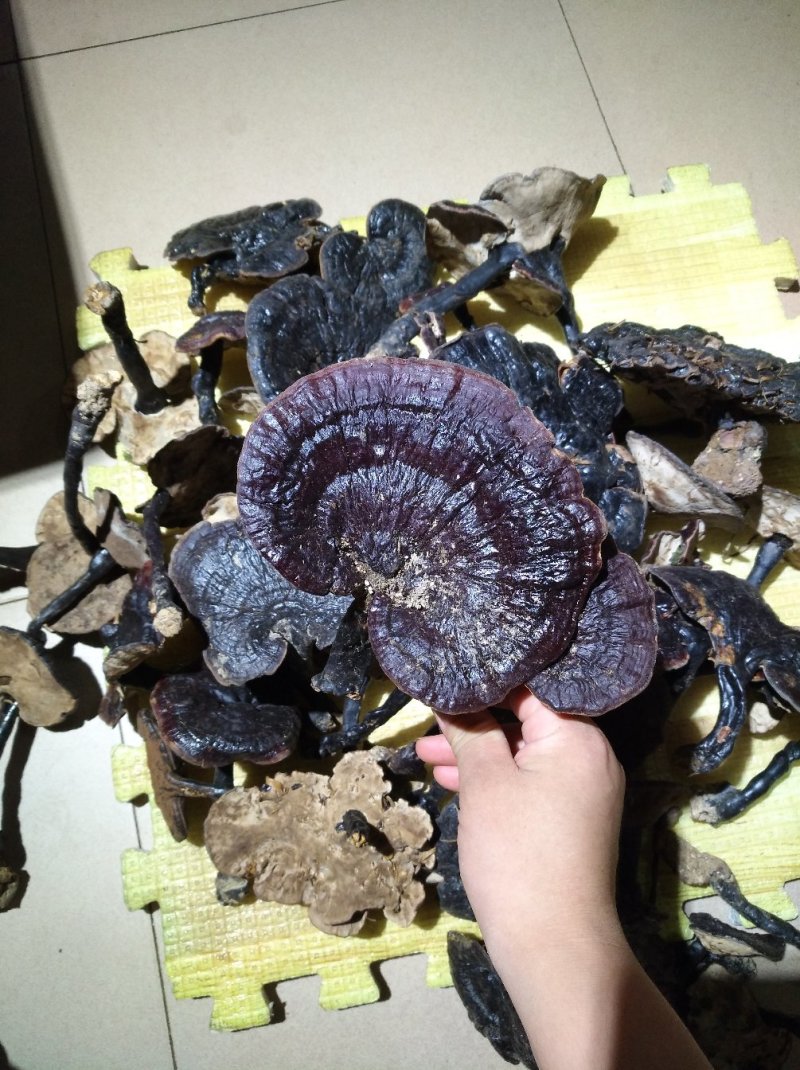 粤北丹霞纯野生灵养生灵芝煲汤煲茶特色食材料汤水清甜