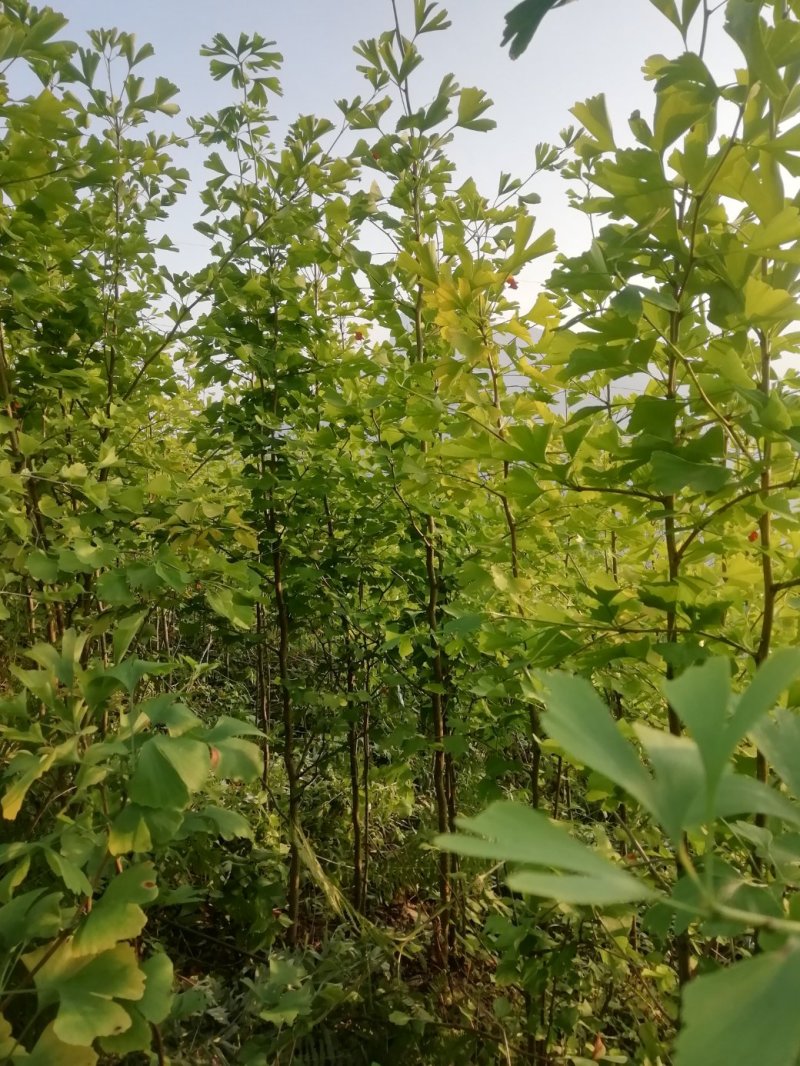 大量出售银杏树叶