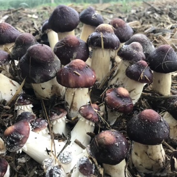 大球盖菇菌种，益肾菇