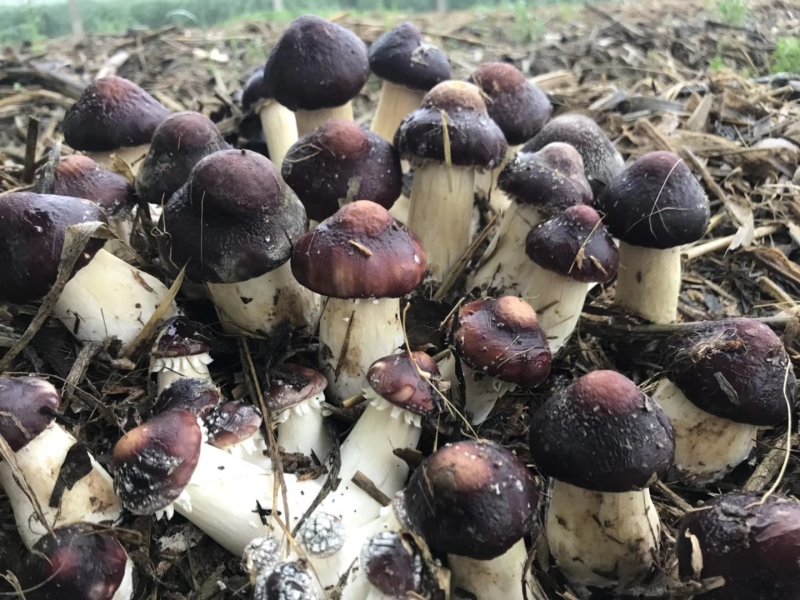 大球盖菇菌种，益肾菇