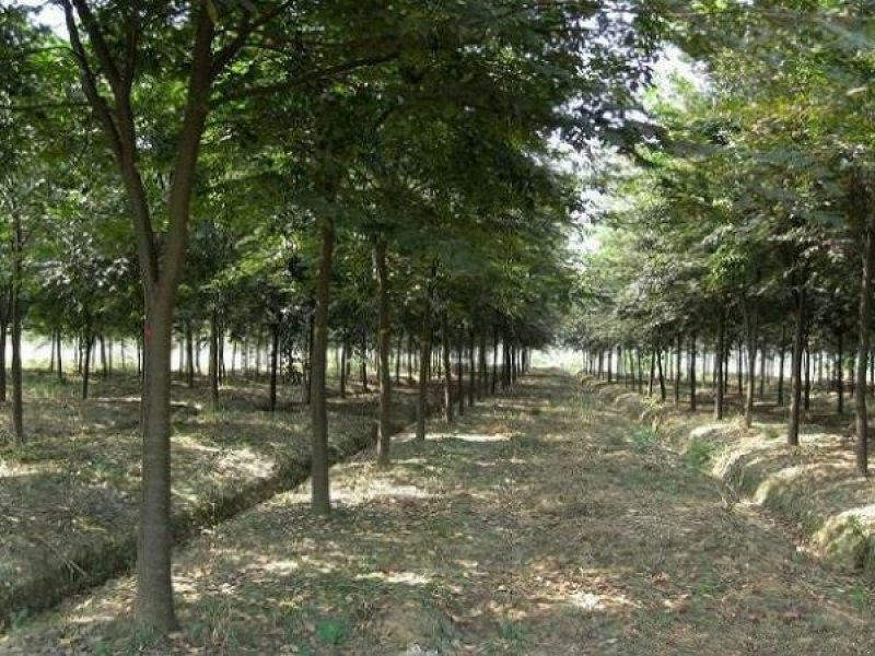 沭阳榉树基地大量销售中，常年批发供应榉树