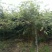 沭阳榉树基地大量销售中，常年批发供应榉树