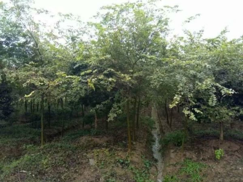 沭阳榉树基地大量销售中，常年批发供应榉树