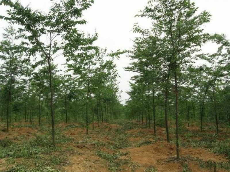 沭阳榉树基地大量销售中，常年批发供应榉树