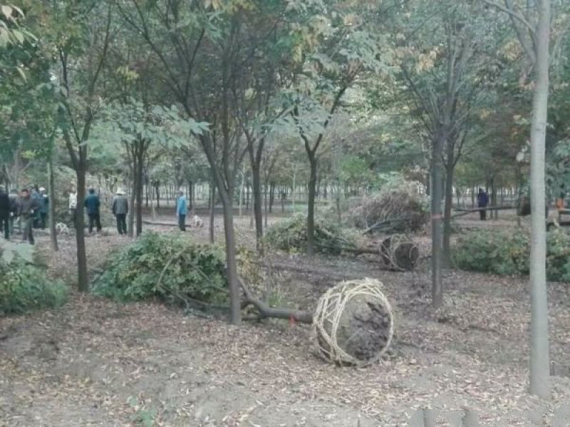 沭阳榉树基地大量销售中，常年批发供应榉树