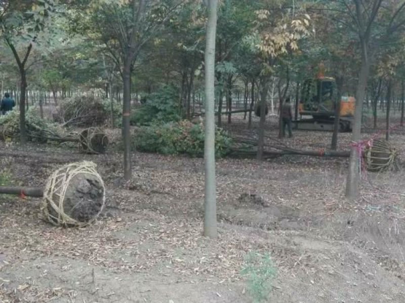 沭阳榉树基地大量销售中，常年批发供应榉树