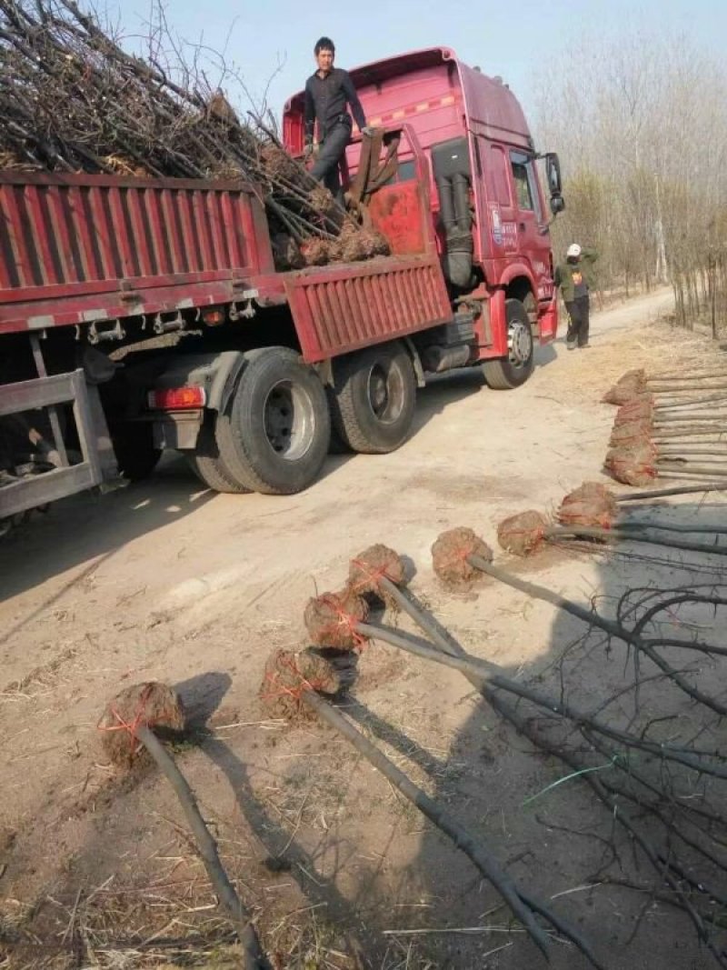 常年批发供应木瓜树价格优惠，基地大量销售中
