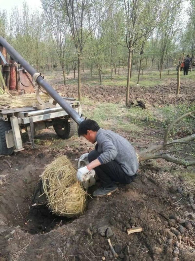 常年批发供应木瓜树价格优惠，基地大量销售中