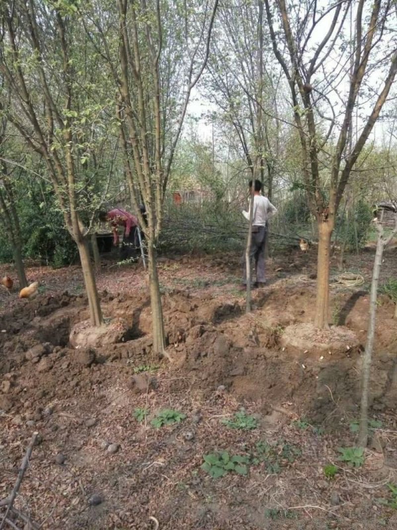 常年批发供应木瓜树价格优惠，基地大量销售中