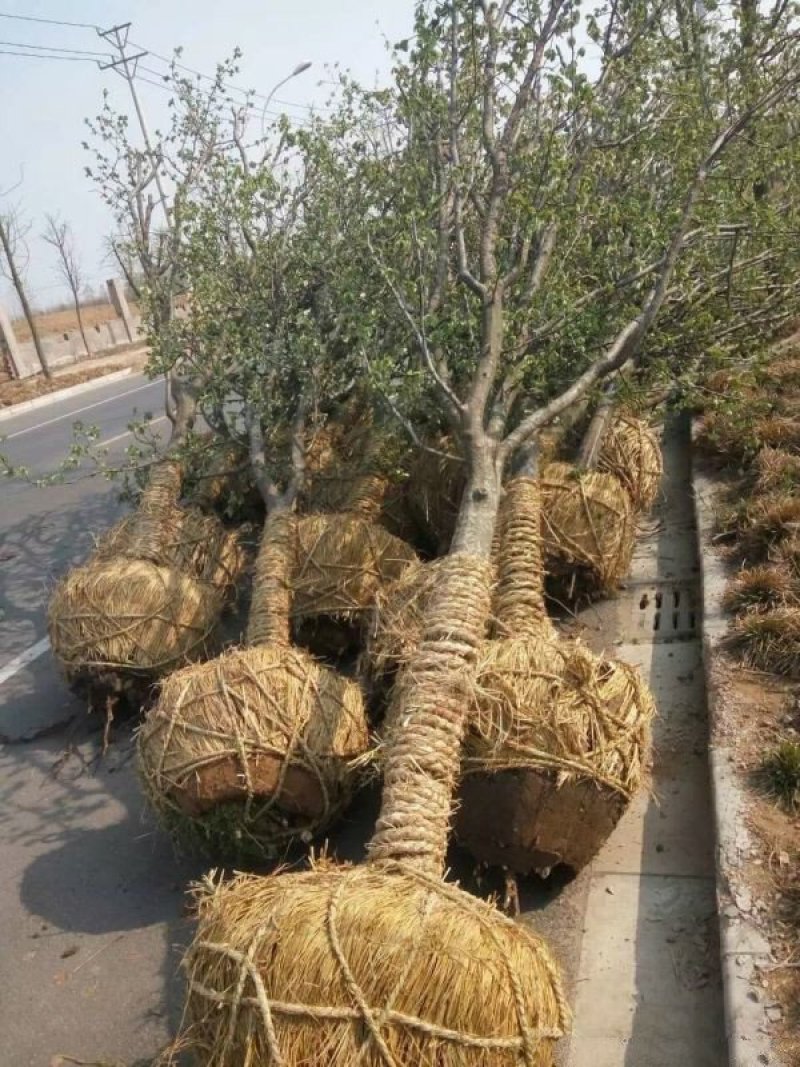 常年批发供应木瓜树价格优惠，基地大量销售中