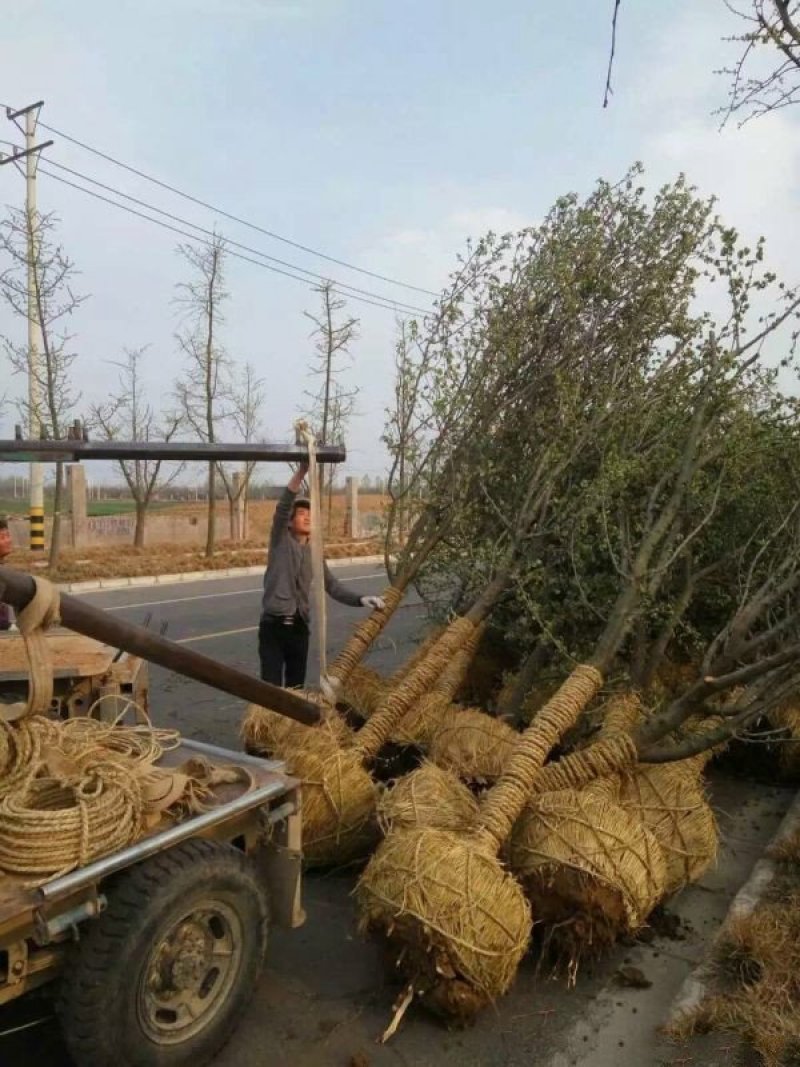 常年批发供应木瓜树价格优惠，基地大量销售中