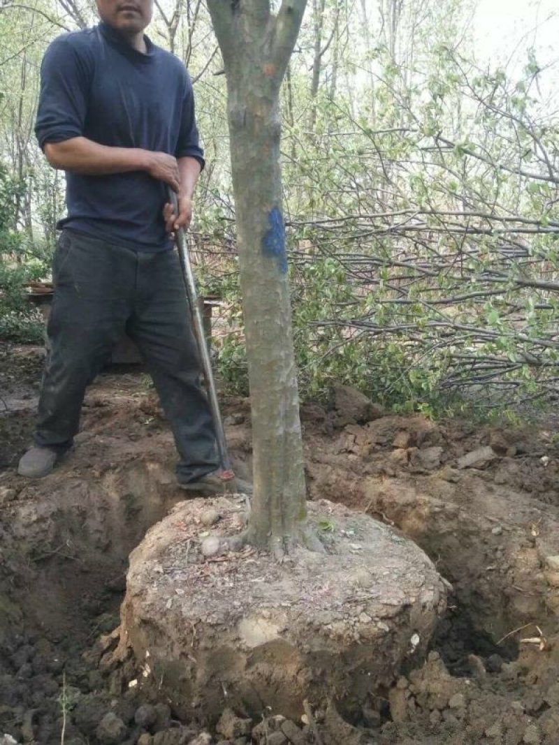 常年批发供应木瓜树价格优惠，基地大量销售中
