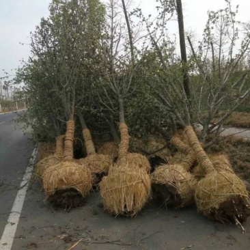 常年批发供应木瓜树价格优惠，基地大量销售中