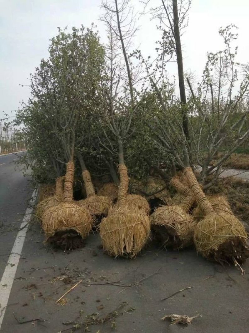常年批发供应木瓜树价格优惠，基地大量销售中